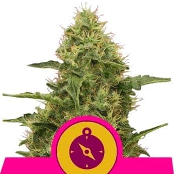 NORTHERN LIGHT (Royal Queen Seeds)