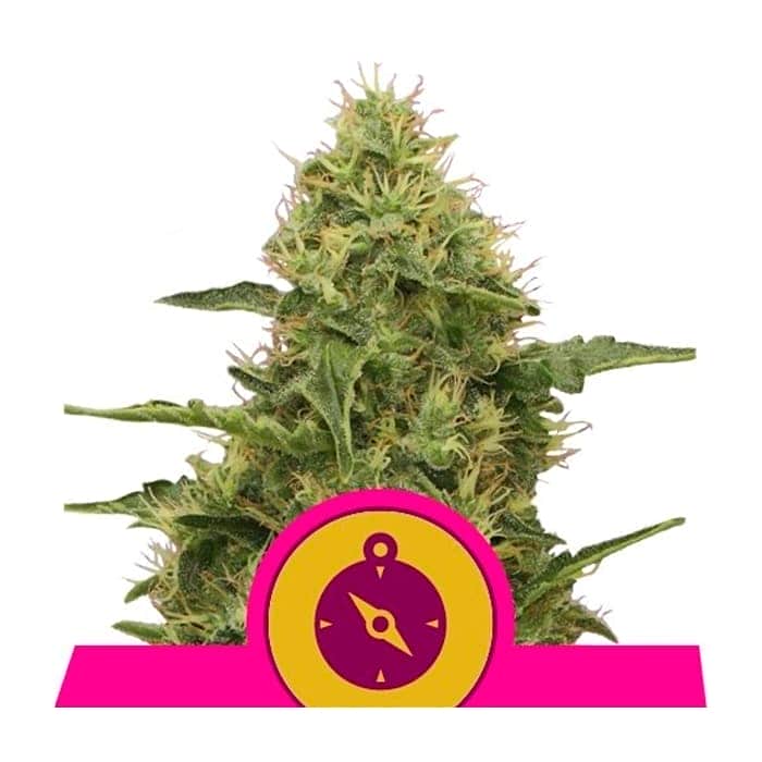 NORTHERN LIGHT (Royal Queen Seeds)