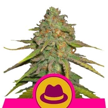 OG KUSH