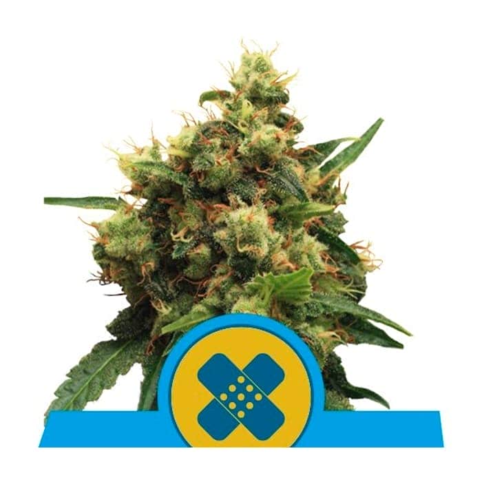 Painkiller XL de Royal Queen Seeds Semillas de marihuana CBD con ratio 1:1