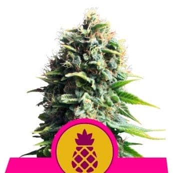 PINEAPPLE KUSH (Royal Queen Seeds)