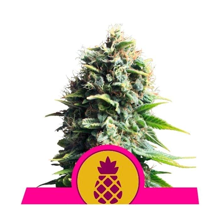 PINEAPPLE KUSH (Royal Queen Seeds)