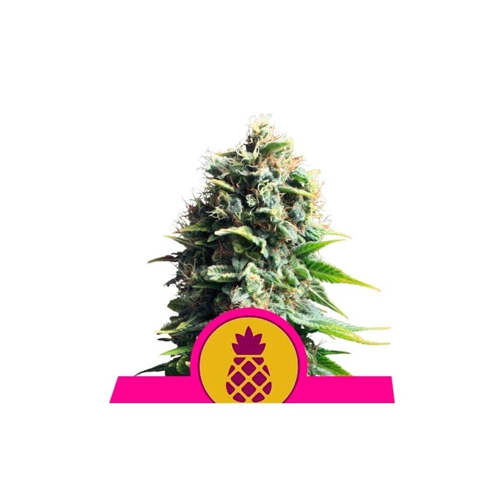 PINEAPPLE KUSH (Royal Queen Seeds)