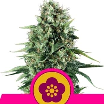POWER FLOWER