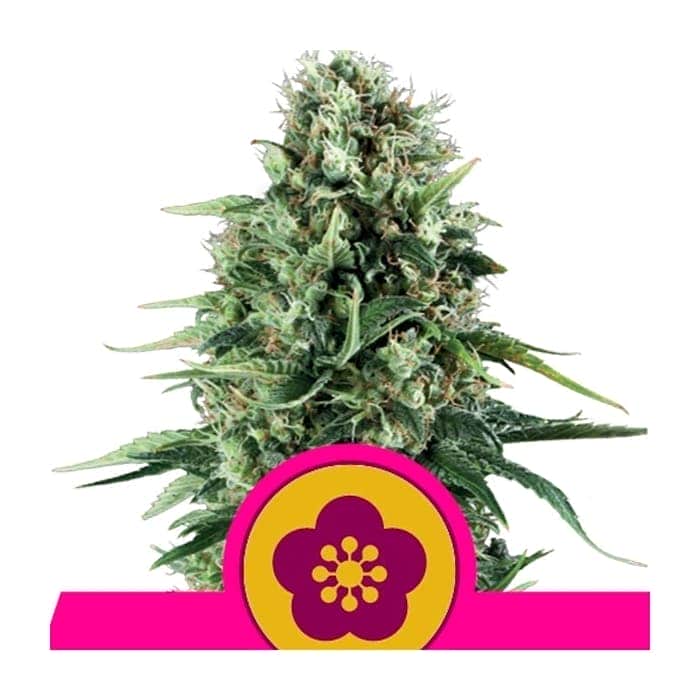 POWER FLOWER