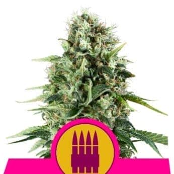 ROYAL AK (Royal Queen Seeds)