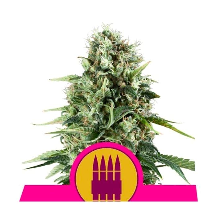 ROYAL AK (Royal Queen Seeds)