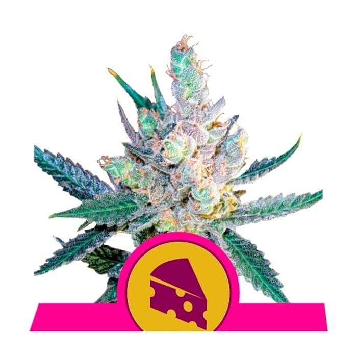 ROYAL CHEESE FAST (Royal Queen Seeds)