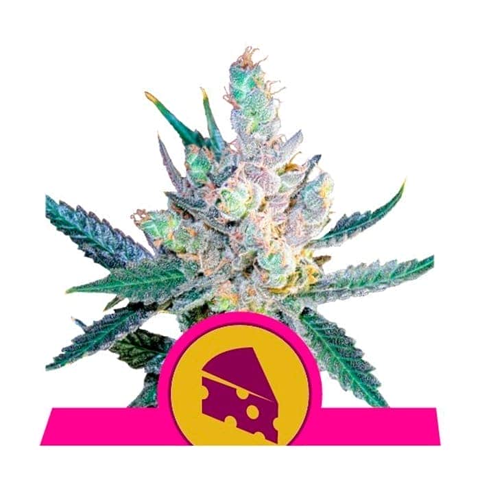 Semillas para plantas royal cheese fast