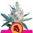 ROYAL CHEESE FAST (Royal Queen Seeds)