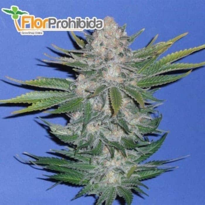 Cogollo lateral de Green poison de Sweet Seeds