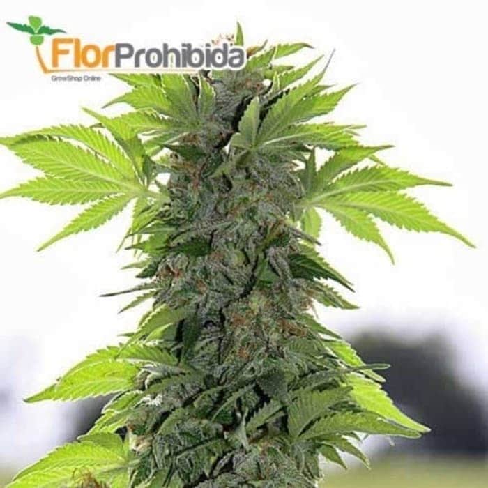 Semillas de marihuana feminizadas CREAM CARAMEL de Sweet Seeds