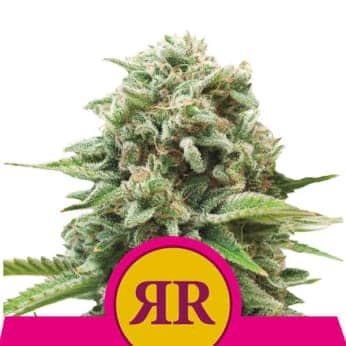 ROYAL RUNTZ (Royal Queen Seeds)