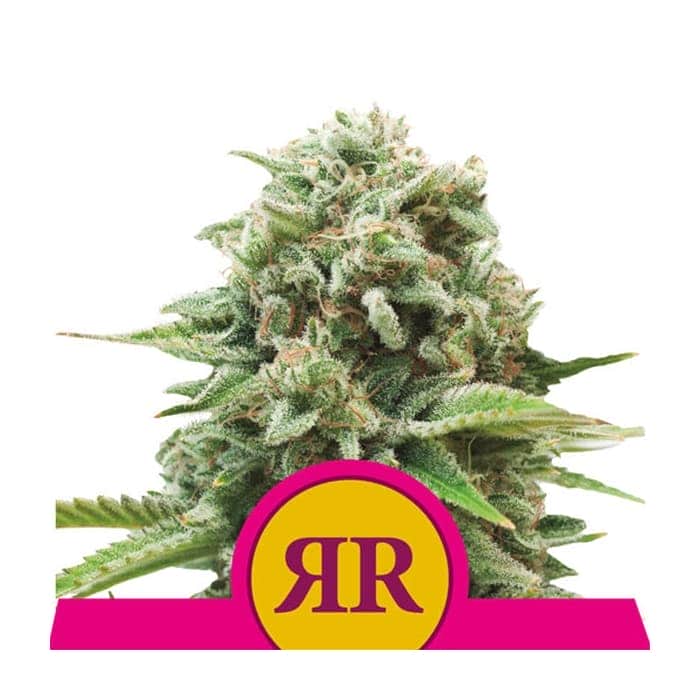 ROYAL RUNTZ (Royal Queen Seeds)