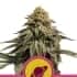 ROYAL SKYWALKER (Royal Queen Seeds)