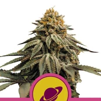 ROYAL SKYWALKER (Royal Queen Seeds)