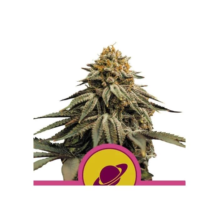 ROYAL SKYWALKER (Royal Queen Seeds)