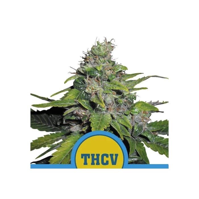 Royal THCV Semilla marihuana feminizada
