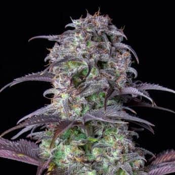 AUTO BLUEBERRY (Fastbuds Seeds)
