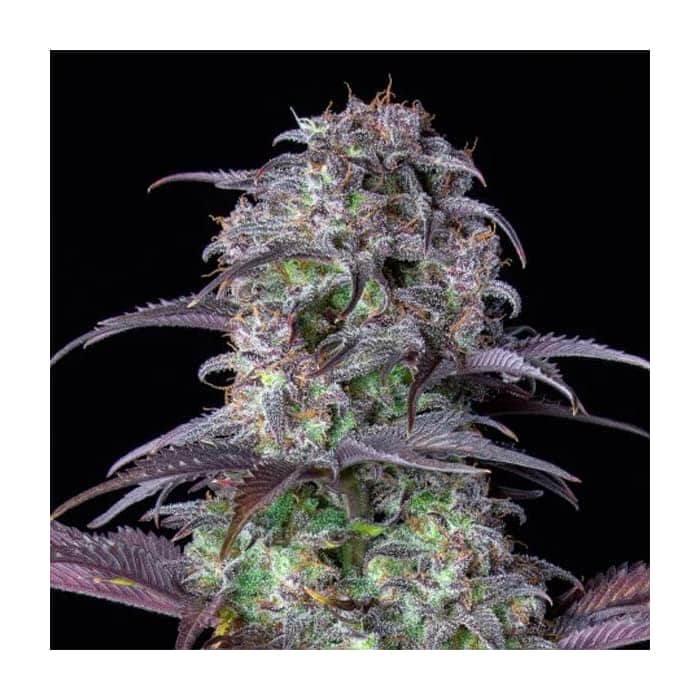 AUTO BLUEBERRY (Fastbuds Seeds)