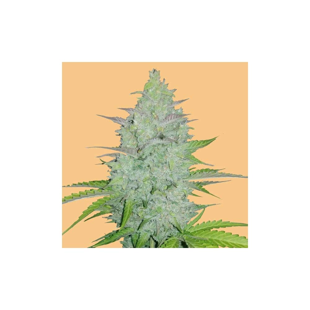 AUTO CHEESE (Fastbuds Seeds)