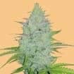 AUTO CHEESE (Fastbuds Seeds)