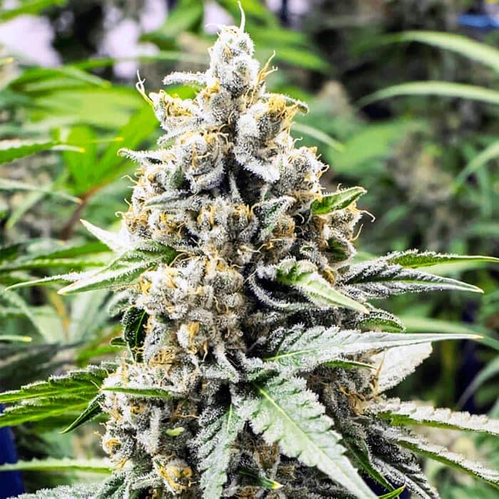 Green Crack de Garden Of Green Seeds. Semillas de marihuana feminizadas
