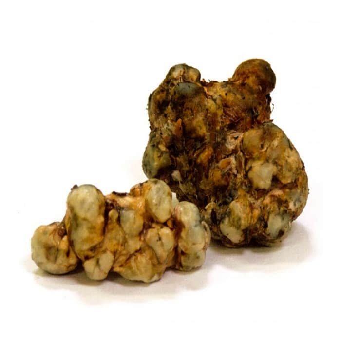 TRUFAS MÁGICAS GALINDOI 15g. Trufa mágica galindoi en fresco.