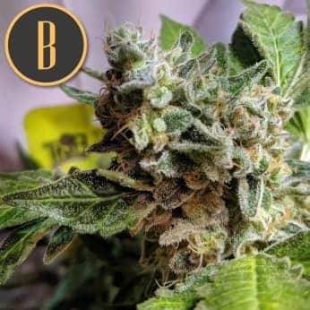 Girl Scout Cookies de Blimburn Seeds. Semillas de marihuana feminizadas