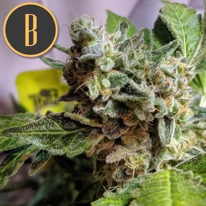 Girl Scout Cookies de Blimburn Seeds. Semillas de marihuana feminizadas