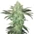 AUTO STARDAWG (Fastbuds Seeds) - Semillas de marihuana autoflorecientes