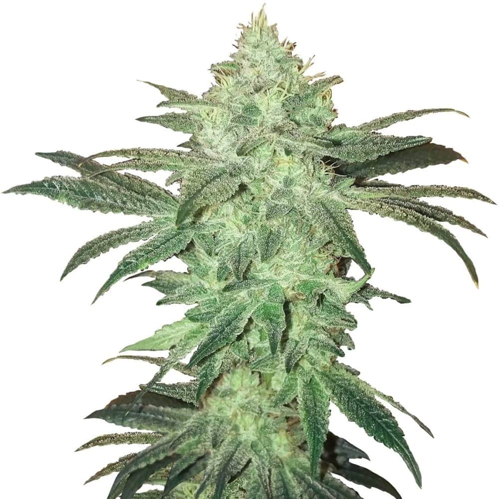AUTO STARDAWG (Fastbuds Seeds) - Semillas de marihuana autoflorecientes
