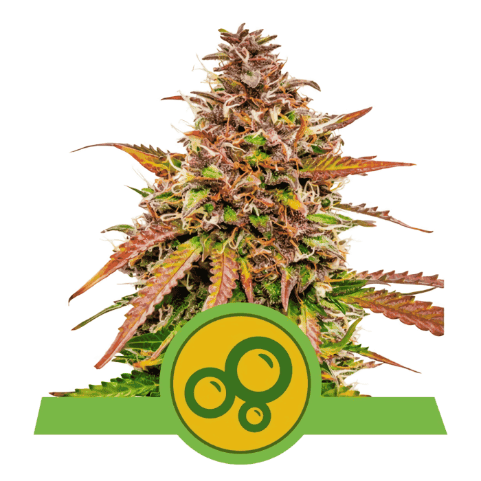 AUTO BUBBLE KUSH (Royal Queen Seeds) madura