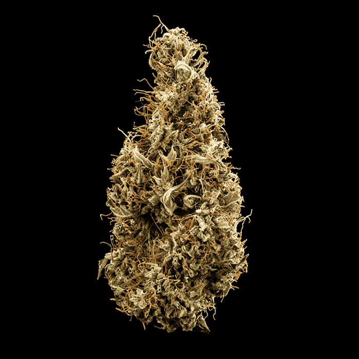 AUTO MIMOSA (Royal Queen Seeds) en seco