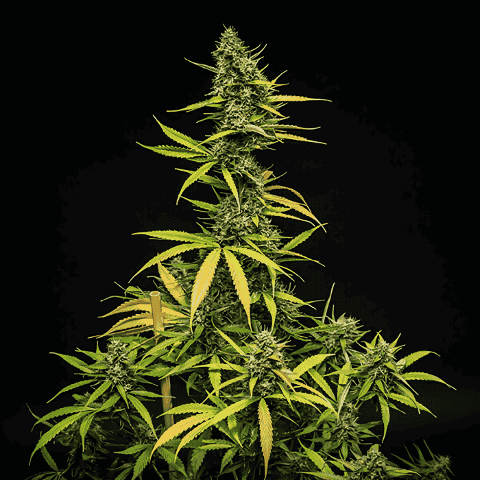 AUTO MIMOSA (Royal Queen Seeds) fondo negro