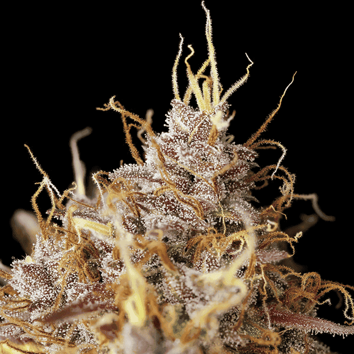 AUTO PURPLE QUEEN (Royal Queen Seeds) resina