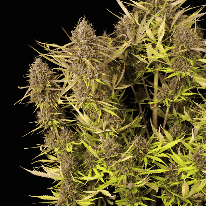 AUTO PURPLE QUEEN (Royal Queen Seeds) lateral