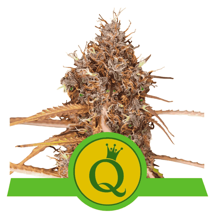 AUTO PURPLE QUEEN (Royal Queen Seeds) 1