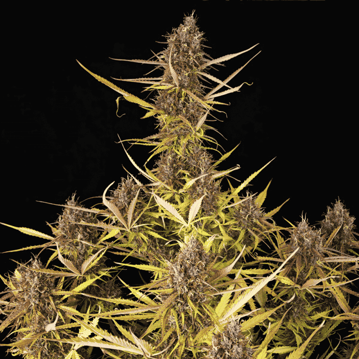 AUTO PURPLE QUEEN (Royal Queen Seeds) planta