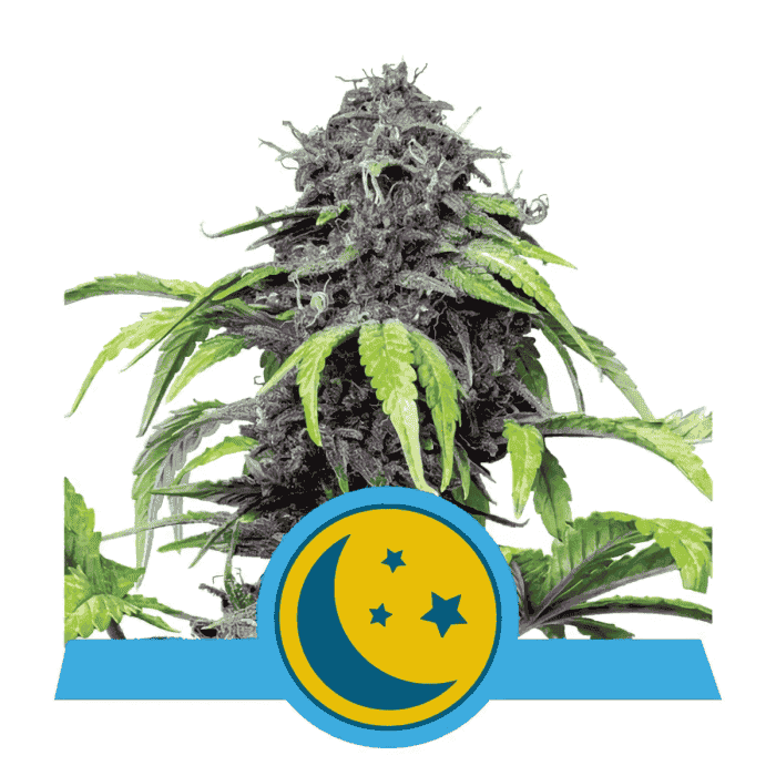 AUTO PURPLEMATIC CBD (Royal Queen Seeds)