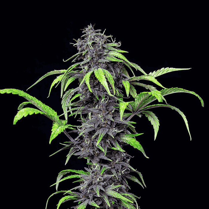 AUTO PURPLEMATIC CBD (Royal Queen Seeds) fondo negro