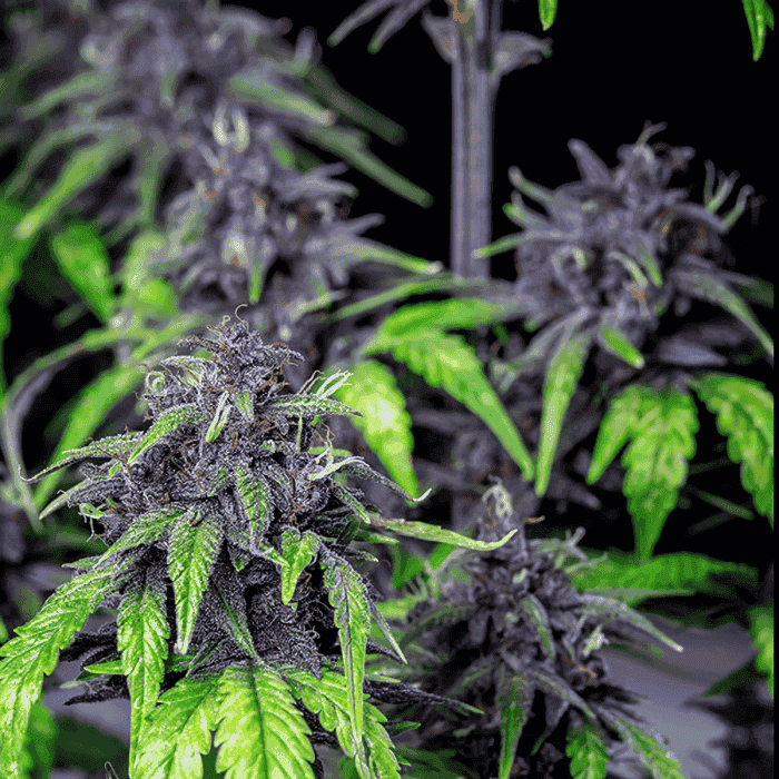 AUTO PURPLEMATIC CBD (Royal Queen Seeds) cogollos