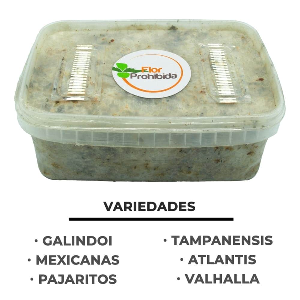 Pan de trufas mágicas. 6 variedades: Galindoi, Maxicana, Valhalla, Tampanensis, Atlantis y Pajaritos
