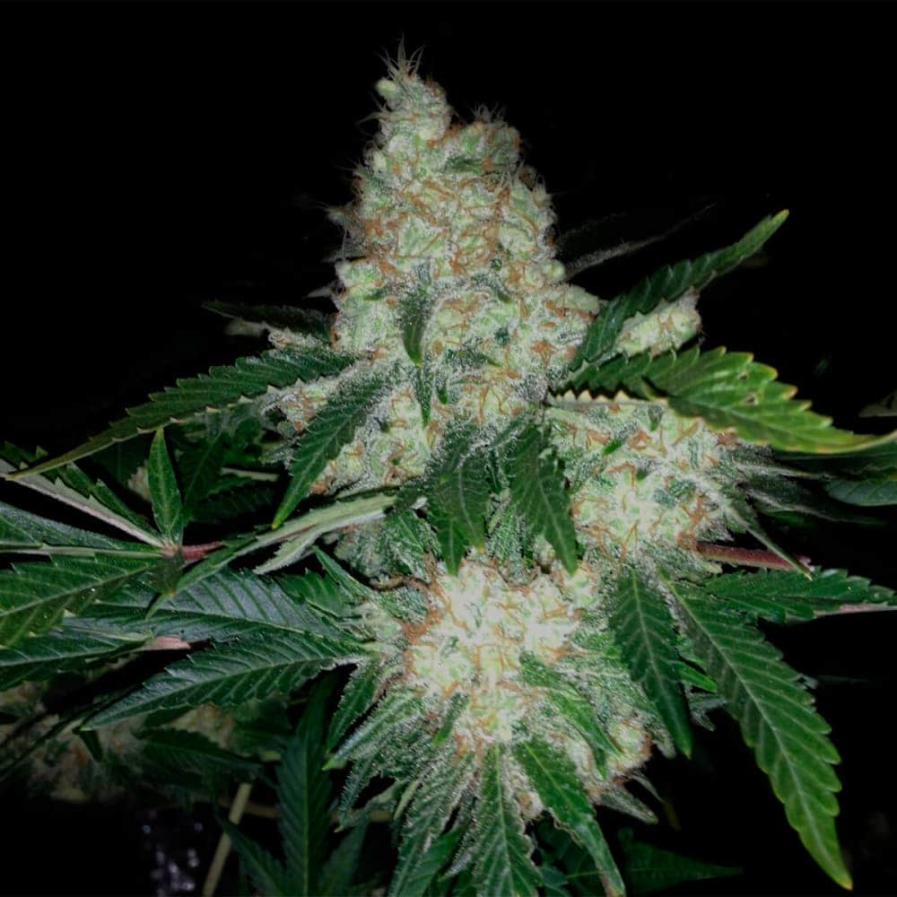 KRITIKAL BUD (Narcotik Seeds) Semillas de marihuana feminizadas