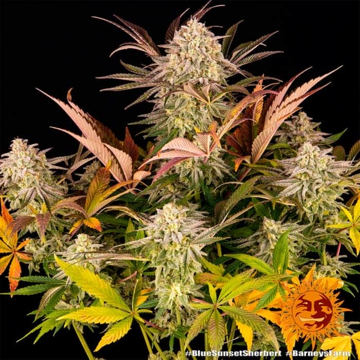 BLUE SUNSET SHERBET BARNEY´S FARM SEEDS Planta general
