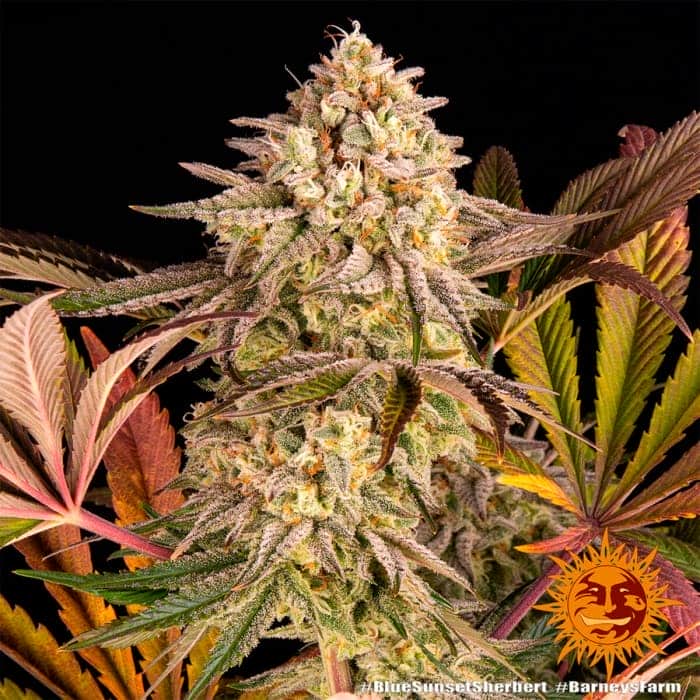BLUE SUNSET SHERBET BARNEY´S FARM SEEDS Gran cogollo central
