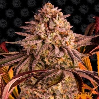 BLUE SUNSET SHERBET BARNEY´S FARM SEEDS Semilla de marihuana