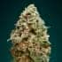 Semillas marihuana AFGHAN SKUNK (Advanced Seeds) Cogollo