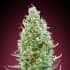 AMNESIA FAST (Advanced Seeds) semilla de marihuana feminizada