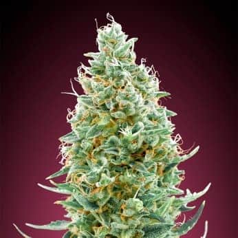 AMNESIA FAST (Advanced Seeds) semilla de marihuana feminizada